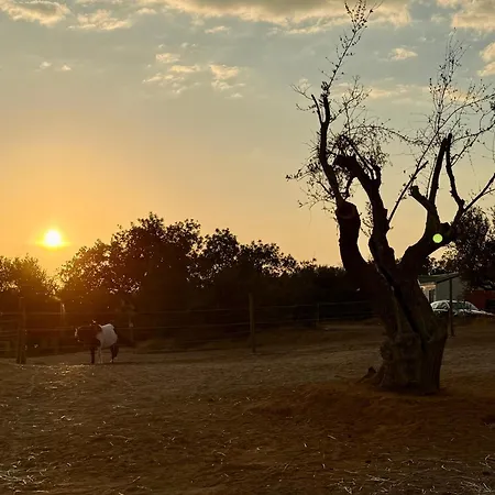 Modern Tiny House With Big Comfort *